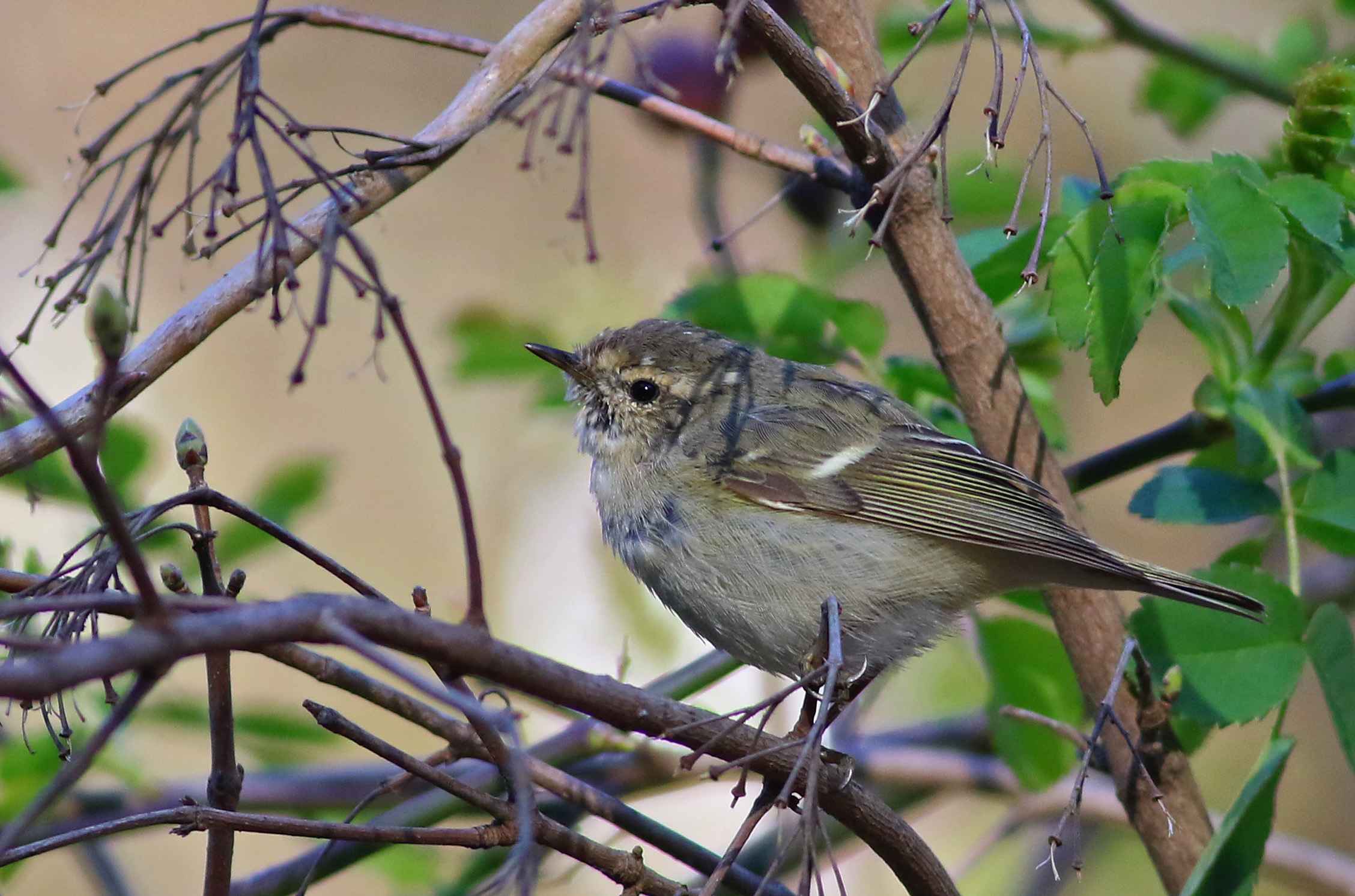 Hume's Warbler